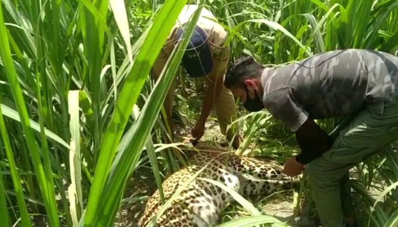 गन्ने के खेत में मृत पड़ा मिला गुलदार, इलाके में मचा हड़कंप; मौत के कारणों की होगी जांच